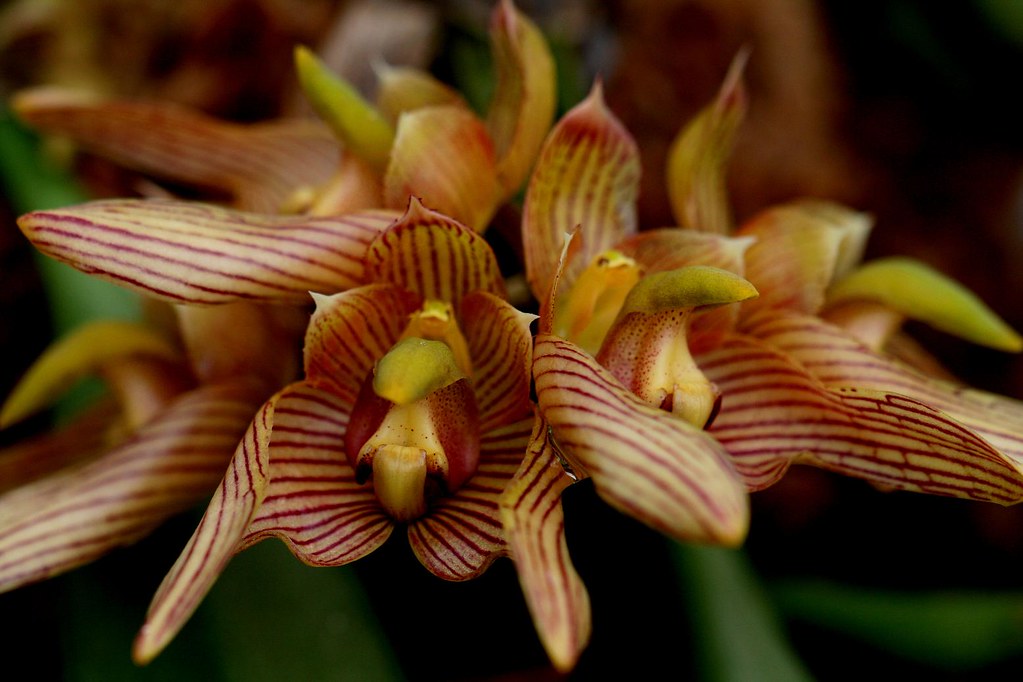 Bulbophyllum bicolor_06