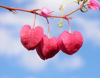 String of hearts | by aussiegall