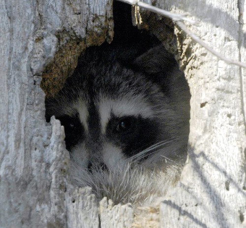 Peek a Boo | by Mike Guildoo