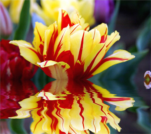 Tulip relected.jpg | by jodi_tripp