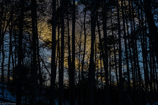 last light through the trees