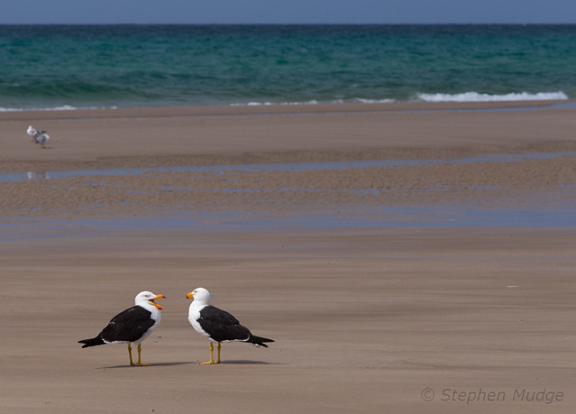 Pacific Gulls at Sisters Beach