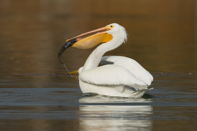 The best fish catcher - Pelican with two fishes