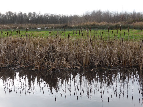 Rottige Meente, cattail reflections by Alta alatis patent, P1020682krottigemeente reflection cattail veenpolders