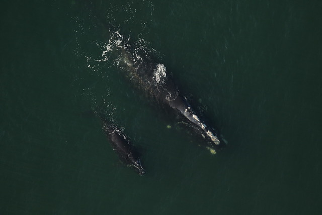 12-year-old mother with calf