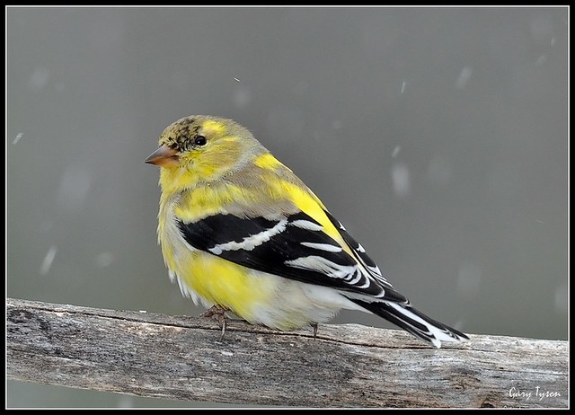 Changing American Goldfinch