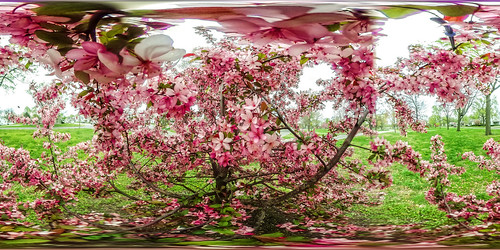 flower tree fruit cherry us unitedstates blossom 360 petal missouri bloom ricoh spherical theta sedalia thetas theta360 saraspaedy