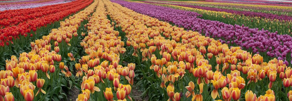 Tulips streams to the horizon | Scientists confirmed the fac… | Flickr