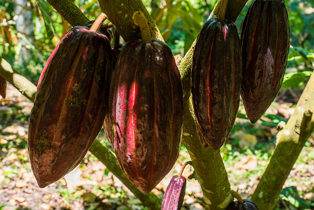 Kakaoplantage in Yasica Sur, Departamento de Matagalpa - Nicaragua