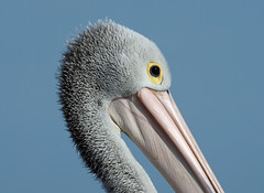 Australian Pelican (Pelecanus conspicillatus)