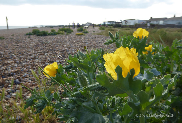 Yellow Horned Poppy - Shoreham Beach (25)