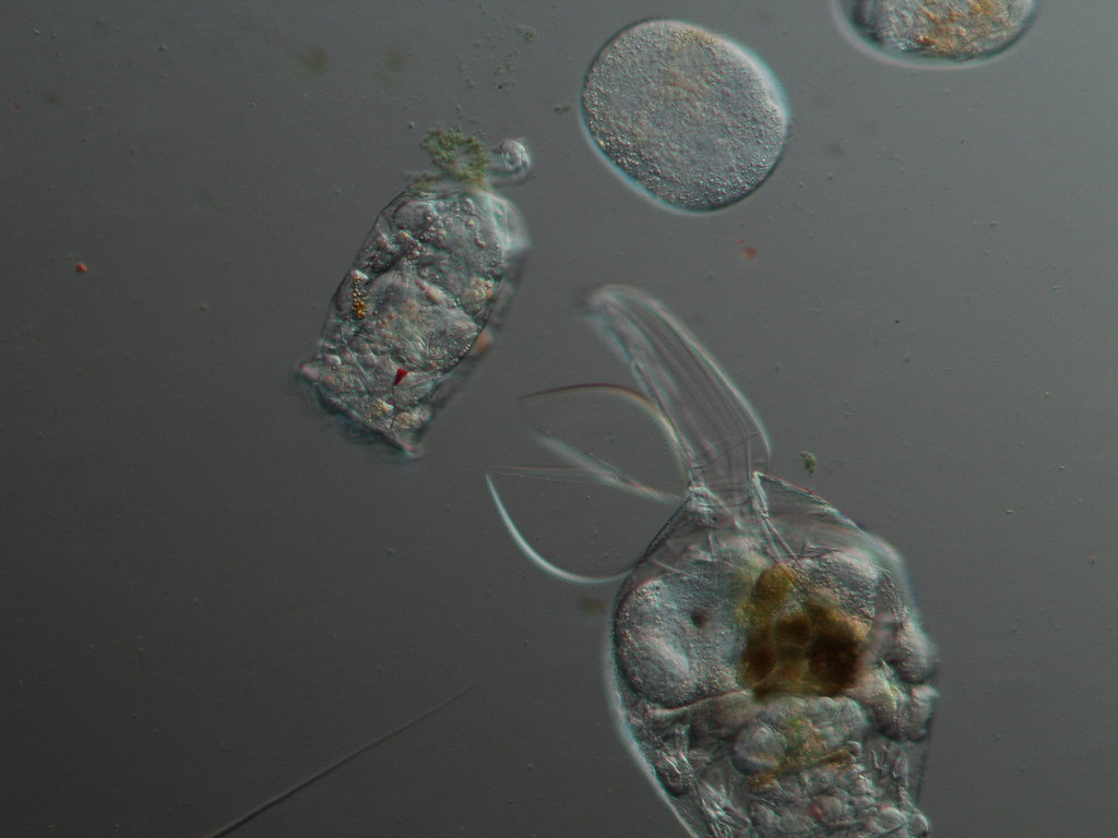Rotifers Slide
