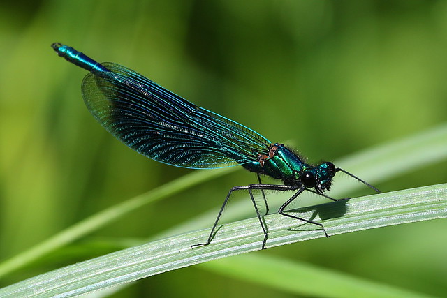 Banded Demoiselle on River Itchen nr Itchen Valley Country Park