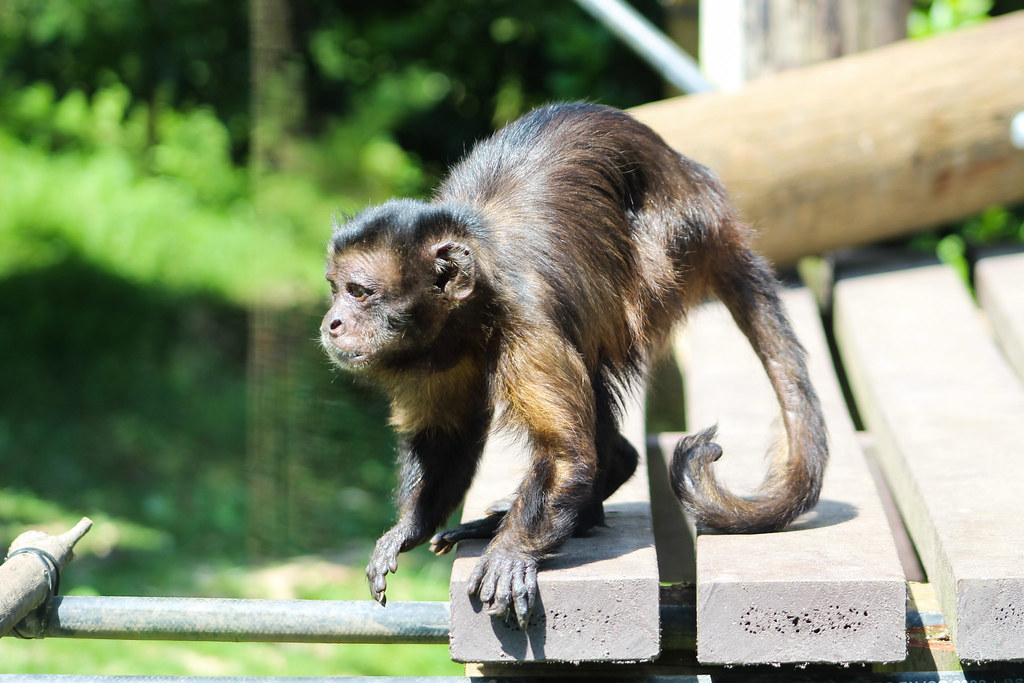 Capuchin - Monkey World