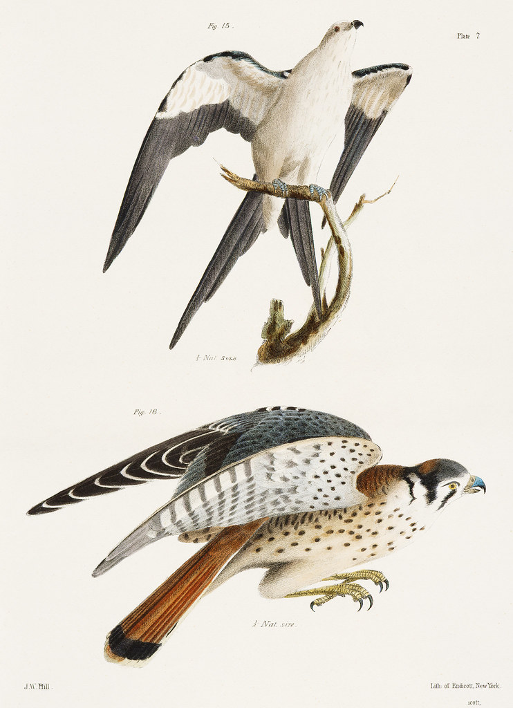 15. The Swallow-tailed Hawk (Nauclerus furcatus) 16. The American Sparrow Hawk (Falco Sparverius) illustration from Zoology of New york (1842 - 1844) by James Ellsworth De Kay (1792-1851).