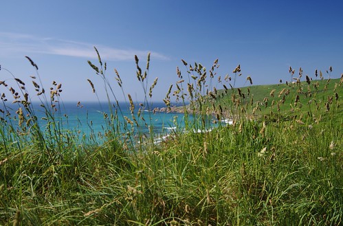 Seaside grass | More scenes from Gwynver beach, near Sennen … | Flickr