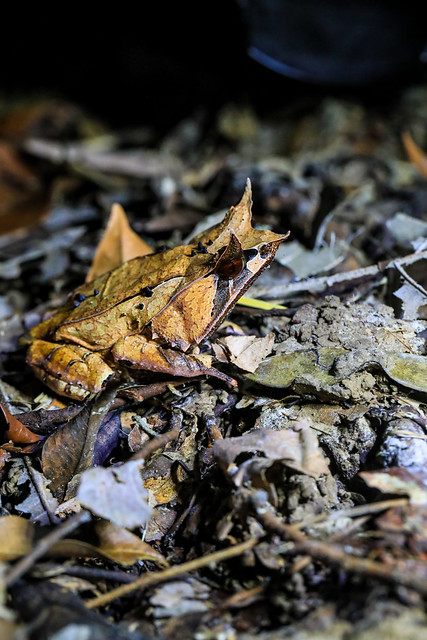 Megophrys nasuta. Bornean horned frog. Kuching.