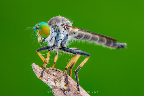 20180608 | by macrodiffuser