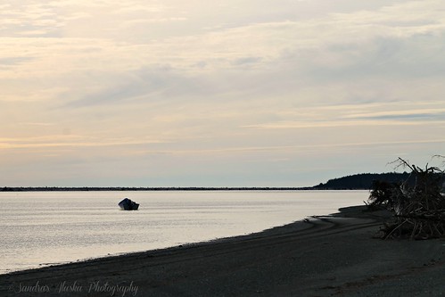IMG_3696 by sandrasalaskarecipesphotographyretail, SANDRA'S ALASKA PHOTOGRAPHY-May 2018 Yakutat Alaskasandras alaska photography may 2018 yakutat deer 