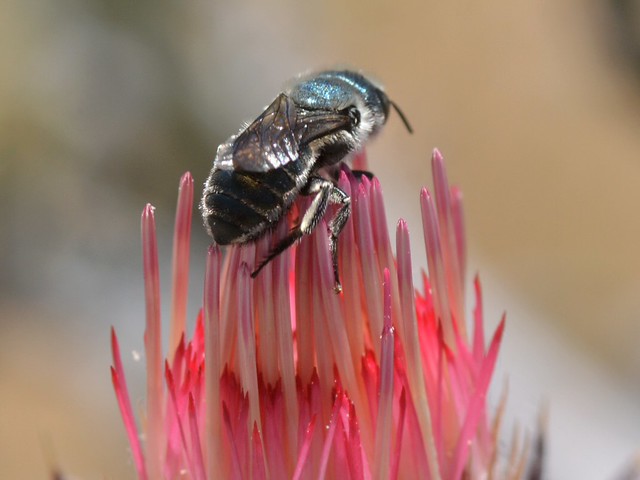 Wild bee on Red Thistle flower - genus Osmia?