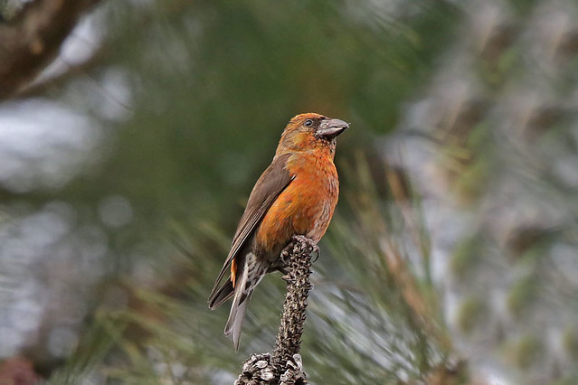 Red Crossbill