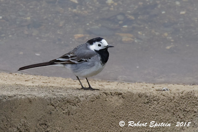 White Wagtail 11