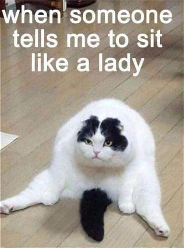 Funny Cat Memes With Captions Never Fail To Make Us LOL ...