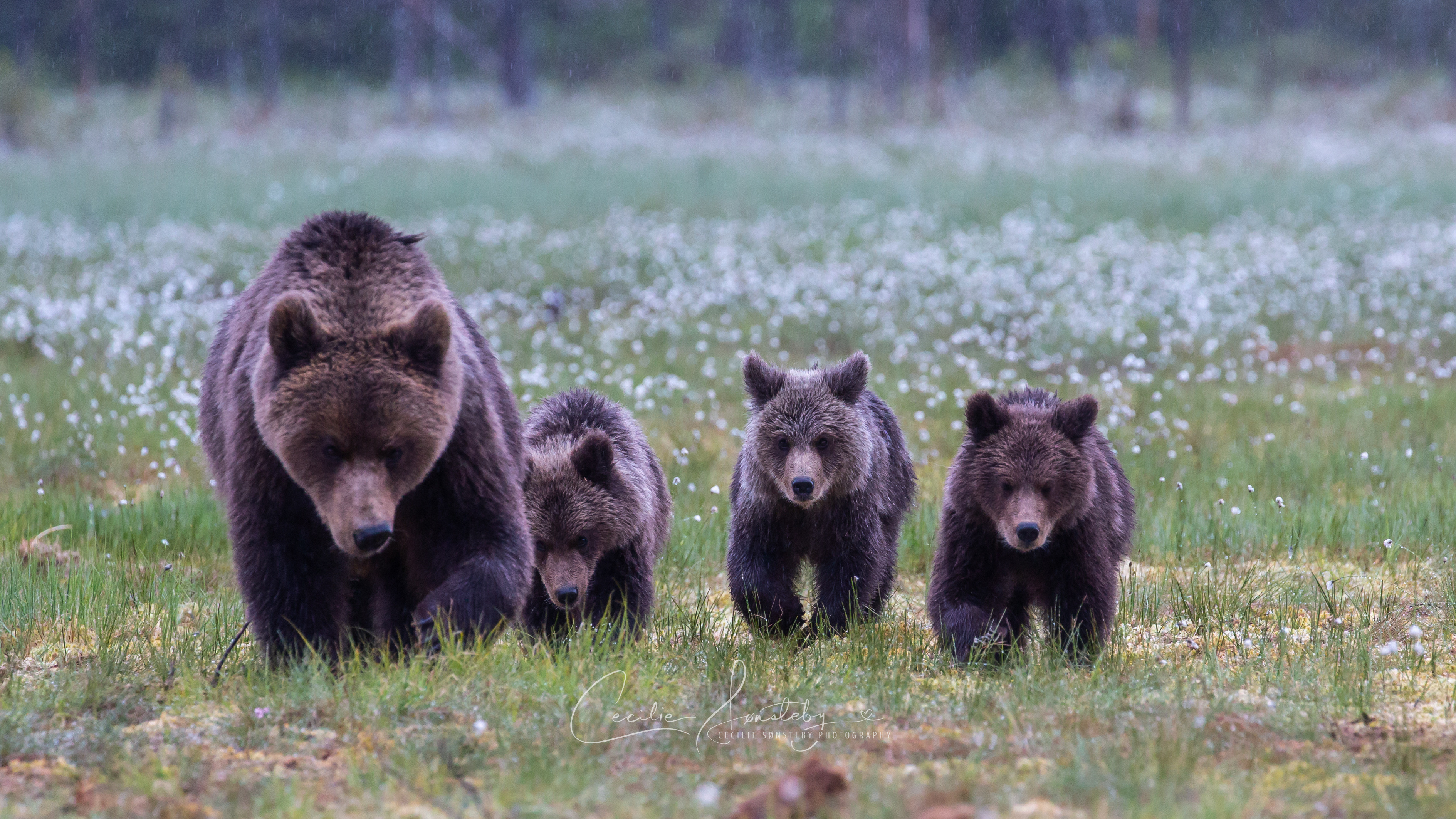Группа бурого медведя. Бурый медведь Пестун. Гризли североамериканский бурый медведь. Бурый медведь Пестун с медвежатами. Медведица с медвежатами.