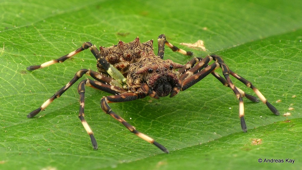 Бабочка муравей паук. Thomisidae. Thomisidae Crab Spiders. Муравьиный паук скакун. Паук муравей.