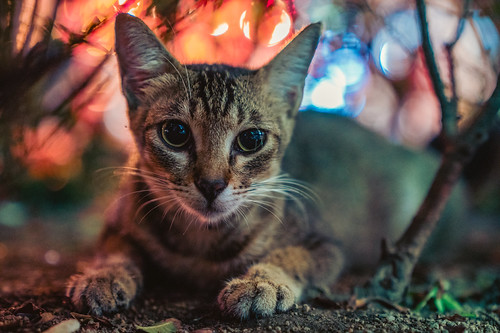 Cat in bush | by hackdragon