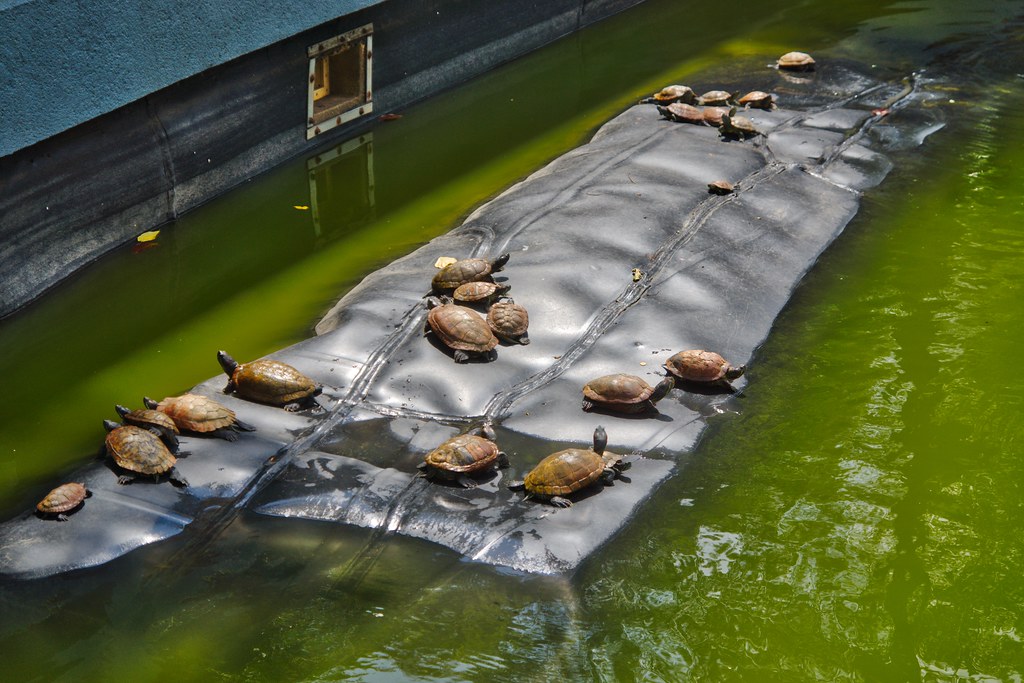 Turtles sunbathing in a pond at Haw Par Villa in Singapore