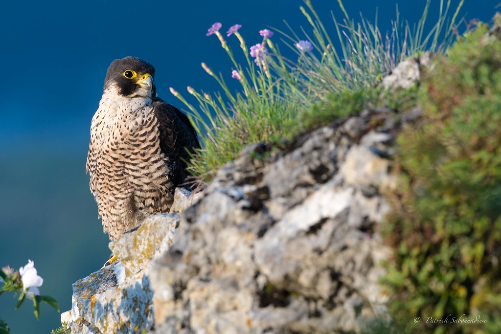 Faucon pelerin-Falco peregrinus