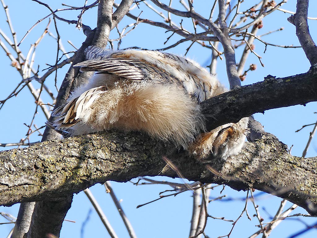 Sleeping-_Owlet