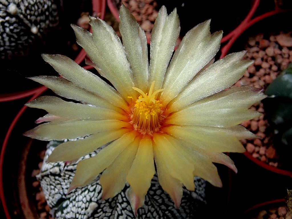 Astrophytum flower