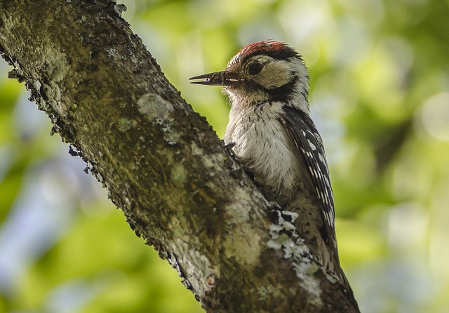 Lesser Spotted Woodpecker (Male)