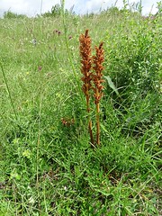 Orobanche elatior - Hohe Sommerwurz, mit Wirt Centaurea scabiosa