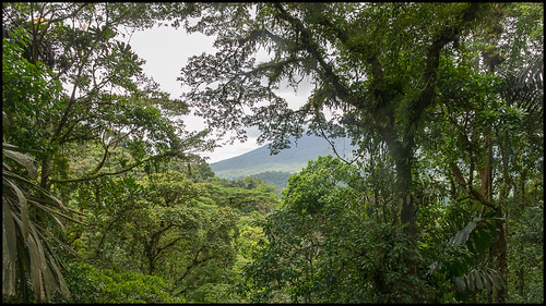 alajuelaprovince arenalhangingbridgespark costarica lafortuna rainforest alajuela cr