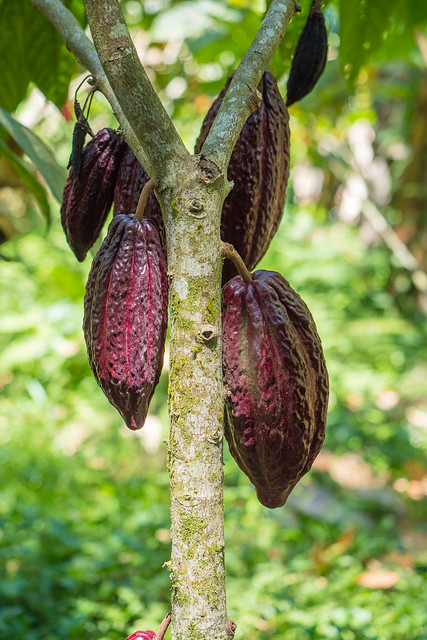 Kakaoplantage in Yasica Sur, Departamento de Matagalpa - Nicaragua