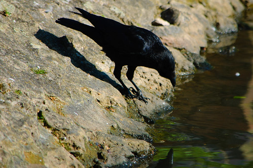Down for a drink: carrion crow