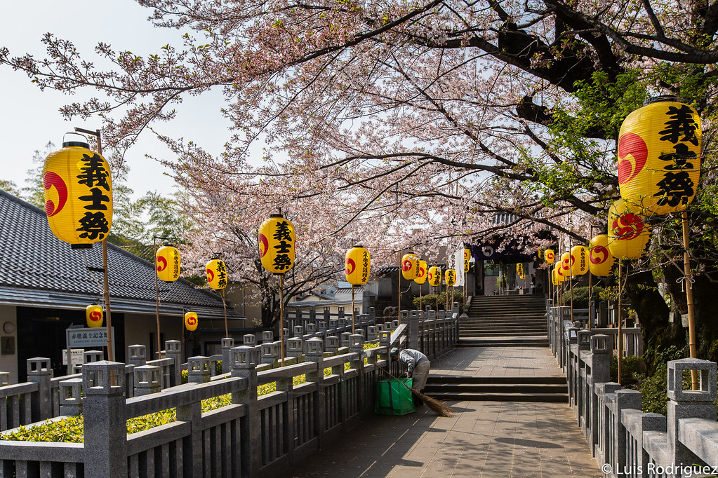 Templo Sengakuji y sus cerezos