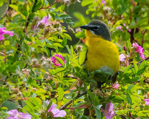 Yellow Breasted Chat BC | by pixelpn