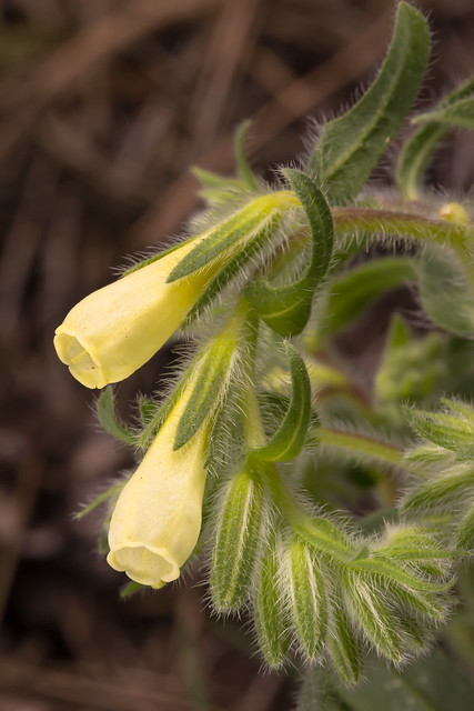 Onosma helvetica subsp. tridentina (Wettst.) Teppner