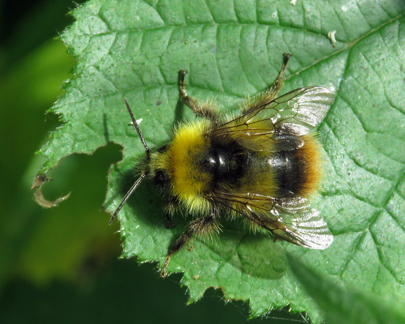 Bombus pratorum - Early Bumblebee [A]