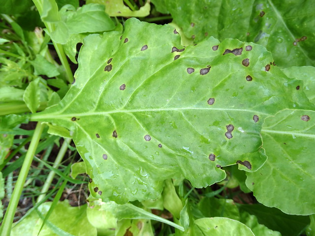 Spinach: Cercospora leaf spot
