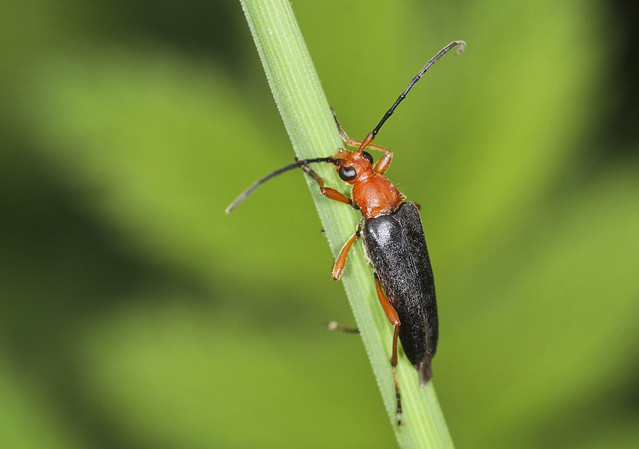 Longhorn Beetle - Pedostrangalia revestita