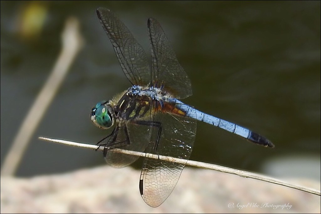 Dragonfly balancing act - blue dasher