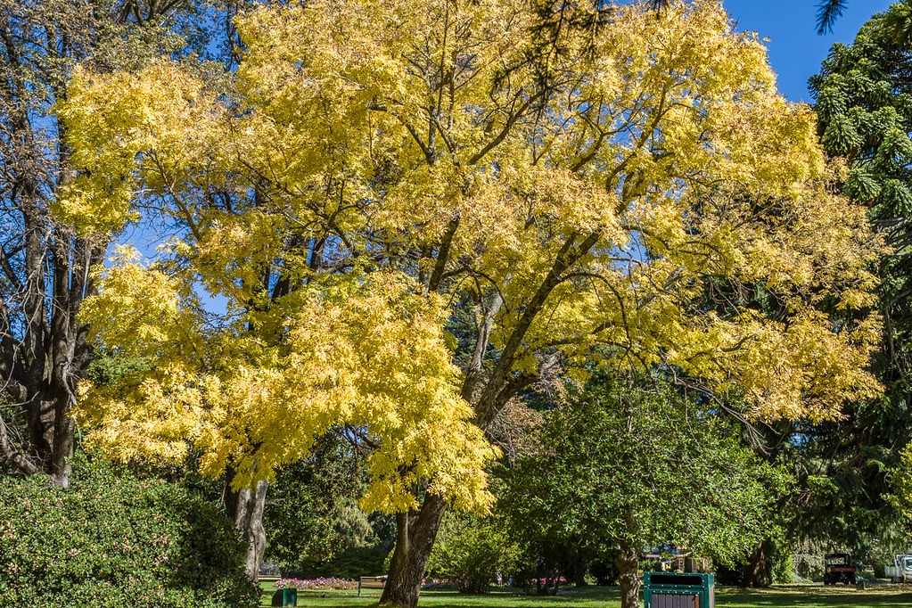 Cook Park, Orange