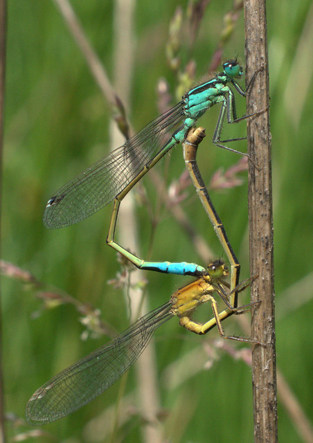 Blue-Tailed Damselfly pair