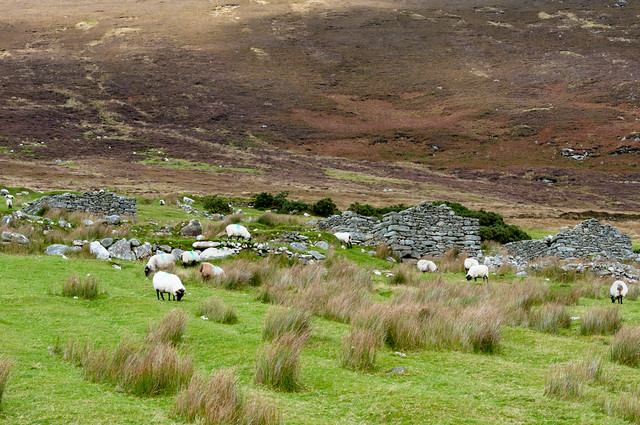Achill Island Sheepies and Abandoned Village