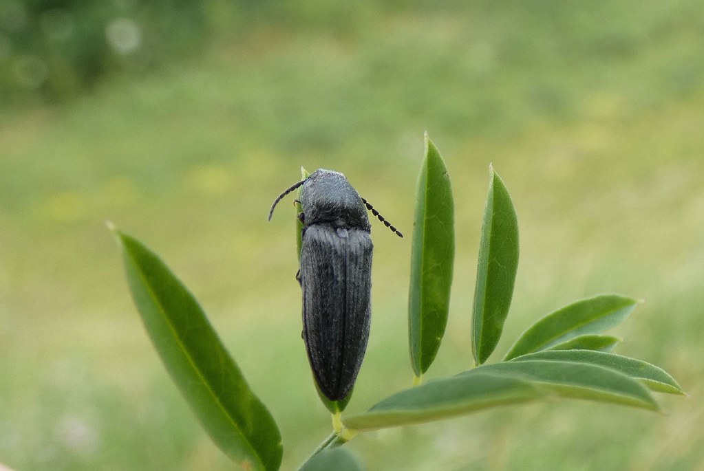 Brauner Schnellkäfer | Brauner Schnellkäfer (Sericus brunneu… | Flickr